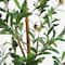 5ft. Potted Artificial Olive Tree with Natural Trunk